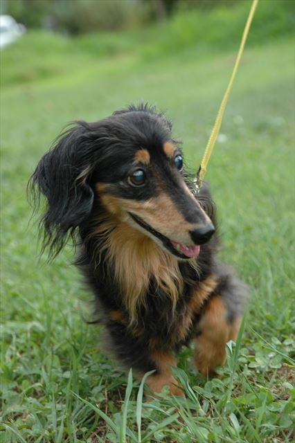 家族一緒の夏休み。みんなでお散歩。ご機嫌だね。