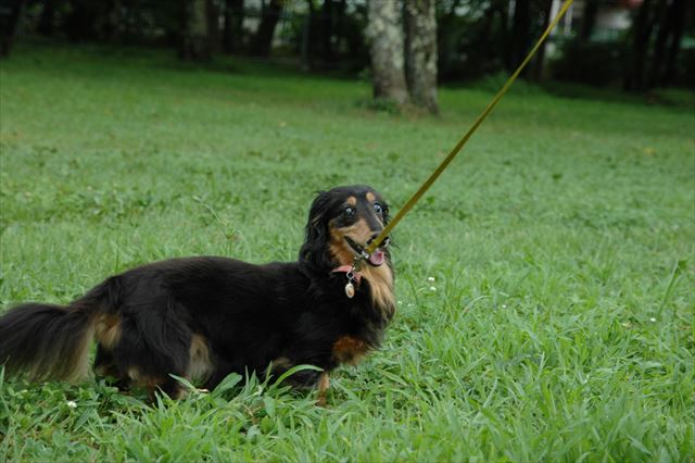 みんな大好きだった桜野公園。