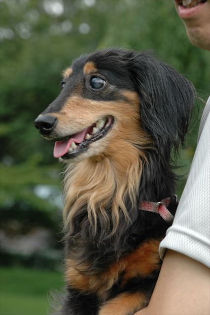 苦しい時、ルパンはいつも夢に出てきてくれるね。ありがとね。