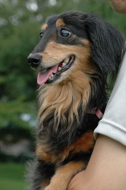 だっこされてる時いい顔してるね、ルパン。