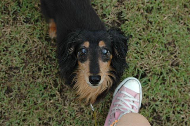 私の足首に鈴。失明後も、追いかけっこして遊んだね。