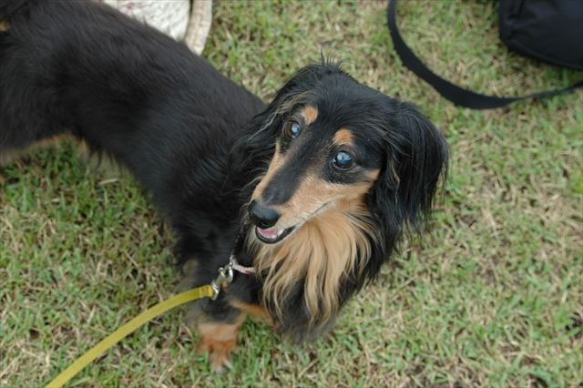 夢にルパンがでてくるよ。会いたいよ・・