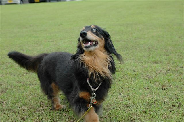 ルパンの笑顔が大好きだった。家族みんな笑顔になった。