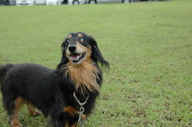 大好きだよ。ルパンのすべてが大好きだよ。