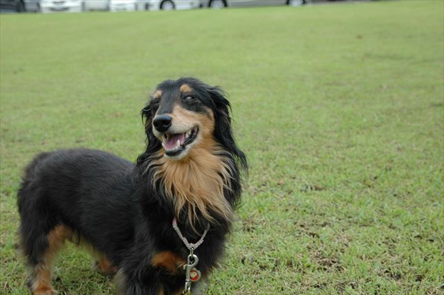 芝生の公園が大好きだったね。楽しそうなルパンを見てると私も幸せだったよ。