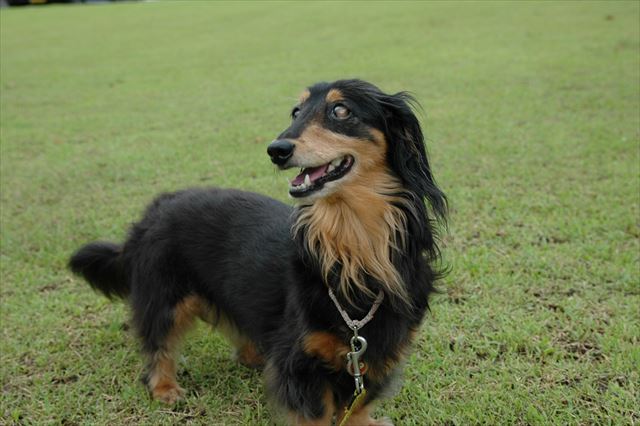 ルパン、大好き。好きを何回書いても足らないよ。