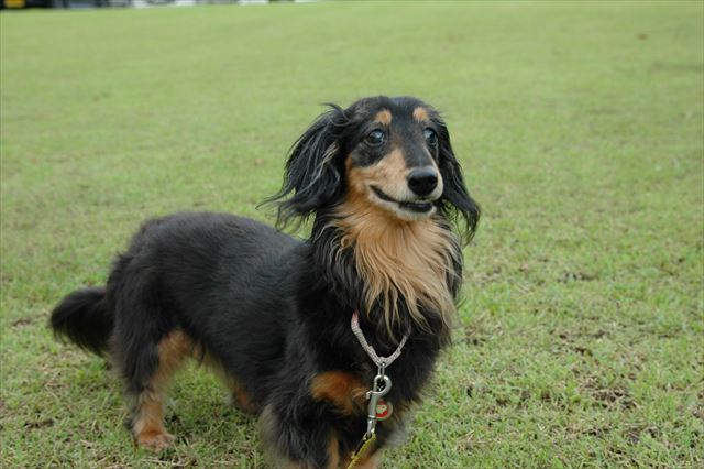 広いね。芝生だね。ご機嫌だね！