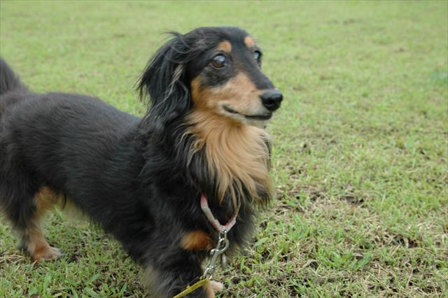 ルパンと芝生でかけっこするの大好きだったよ。