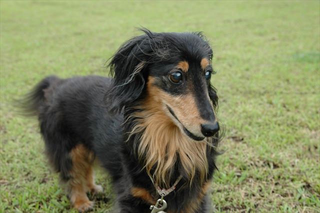 辛いことがあると夢に出てきてくれるよね？ありがとね、ルパン。