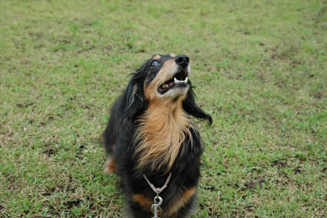 走ったのね。上手だったからごほうび欲しいのね。