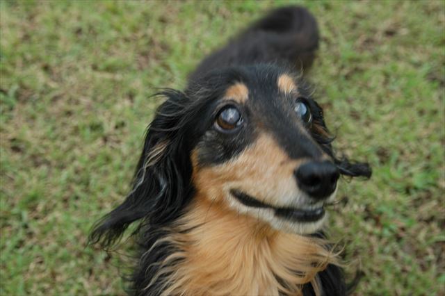 あそぼ、あそぼ。うん、あそぼ！