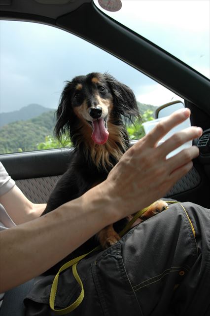 ルパンの長い舌。暑いね、お水飲む？