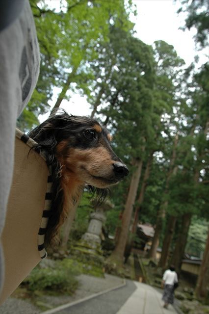 ルパン、私は世界一の幸せ者だと思う。私の左肩がそう言っている。