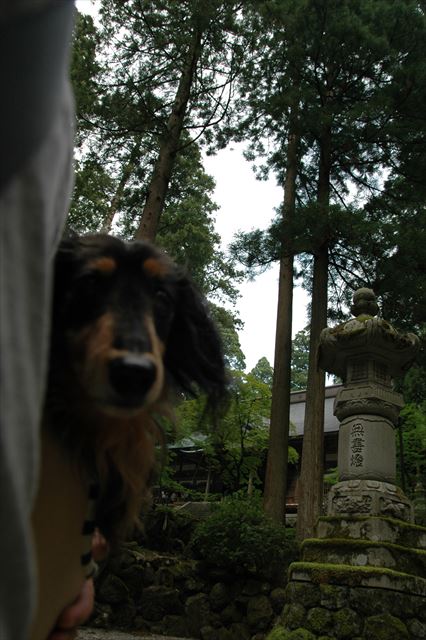 どこへ行くのも一緒だったよね。幸せだったよ、ルパン。