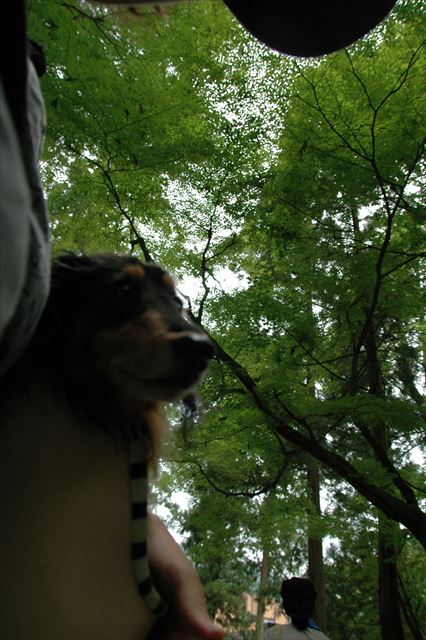 左肩のルパンの重み。今でもときどきうずくよ。それが幸せだよ。