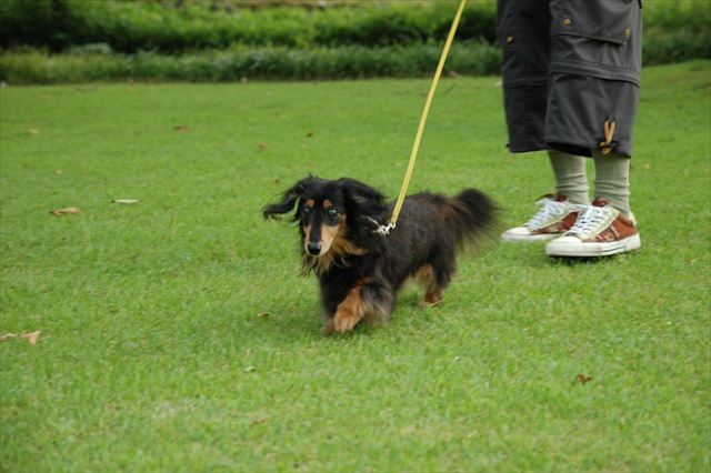 芝生を走るの好きだったね。