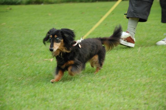 ルパンと走るの大好きだった。今も一緒に走ってるよ。