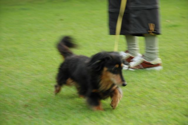 ルパン、元気に走る！走る！