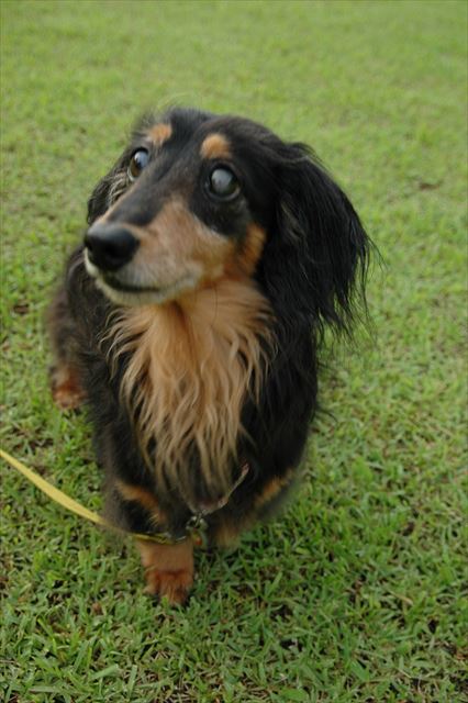 ルパンありがとね。いつも一緒にいてくれてありがとね。