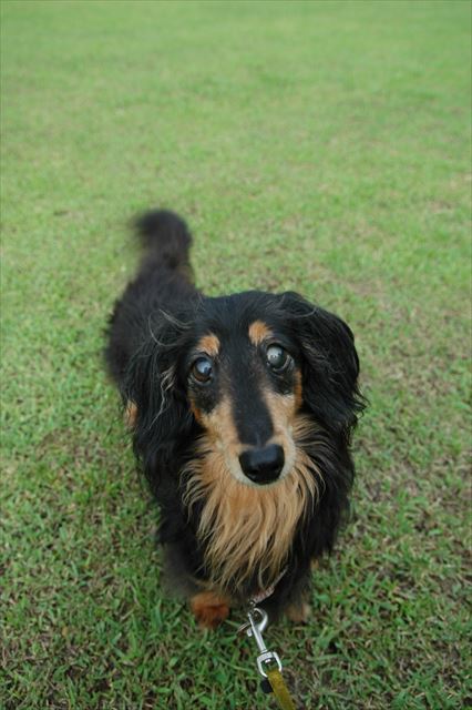 ルパンありがとね、たくさん遊んでくれてありがとね。