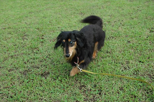 芝生だよ。大丈夫、どこにもぶつからないよ。
