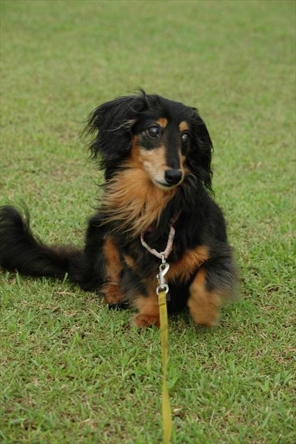 芝生の上、大好きだったね。