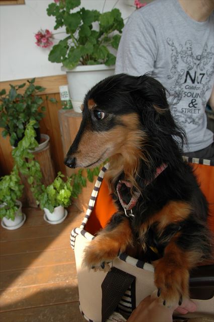 ルパンはどこに行ってもおりこうだったね。