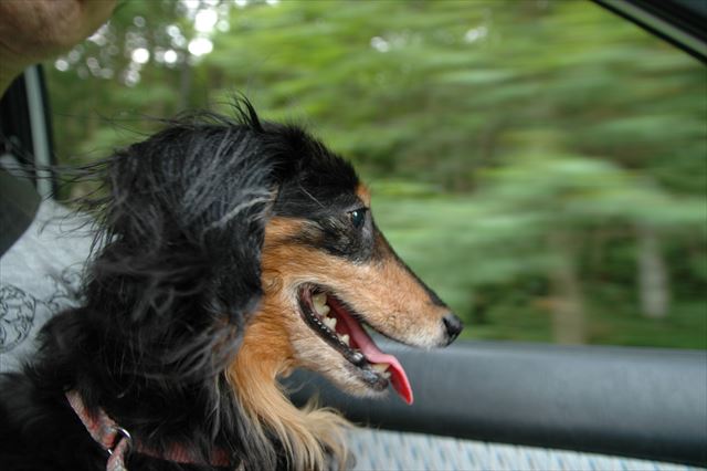 風を切ってドライブ。気持ちいいね。楽しいね。