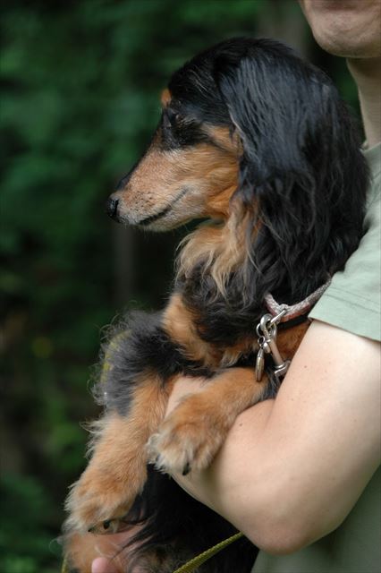 ルパンの好きなこと。papaのだっこ♪