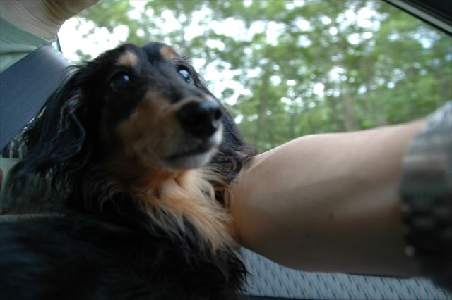 ドライブ好きだったよね。どこへ行くのも楽しかったよ。