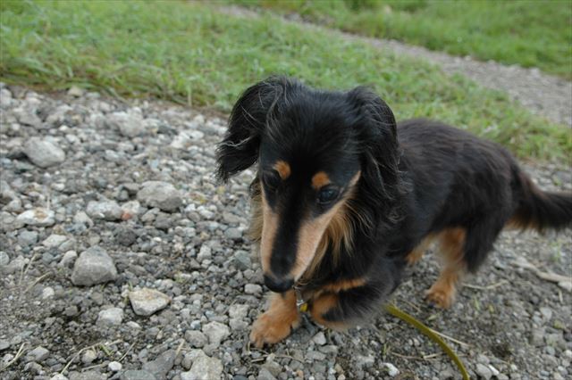 よいしょ、よいしょ・・歩きにくいね、大丈夫？