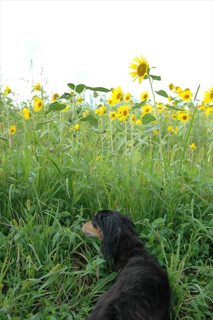 夏だね。ひまわりだね。きれいだね。もうすぐ夏も終わるね・・。