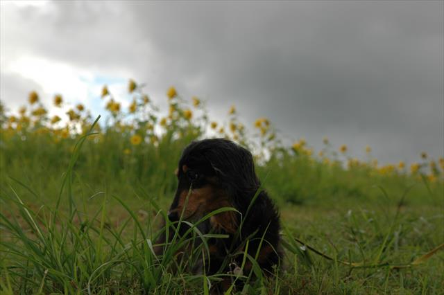 ひまわりが似合う子だった。周りをいつでも笑顔にしてくれるひまわりみたいな子だった。