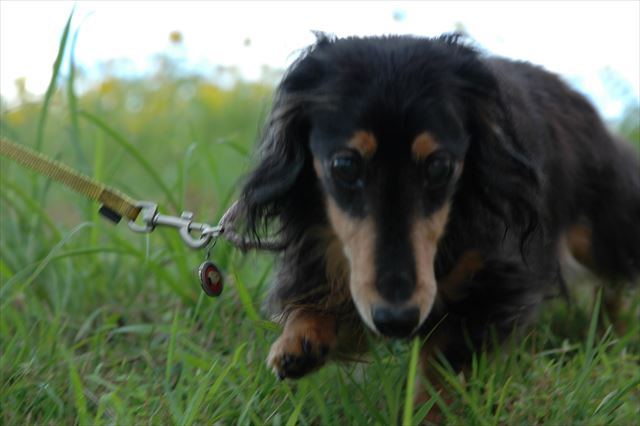 どこに行っても一生懸命。何をするにも一生懸命。ルパンにいつも元気もらってたよ。