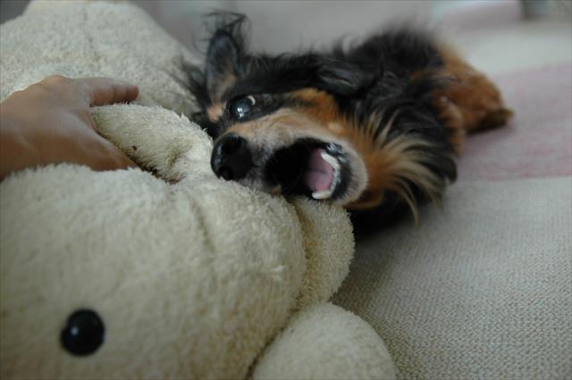 ガウガウ。言うこと聞かないモードのルパンもたまらなくかわいかった。