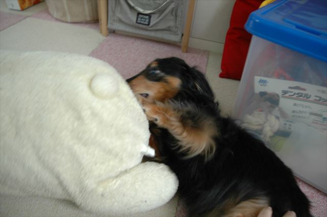 ガウガウ。ルパンがむしゃぶりついてたこのコ、今でも大事にしているよ。