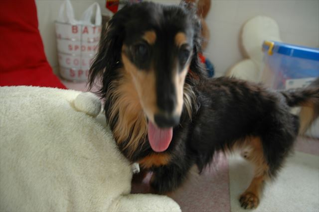 ガウガウを散々やるとこんな顔。疲れた？