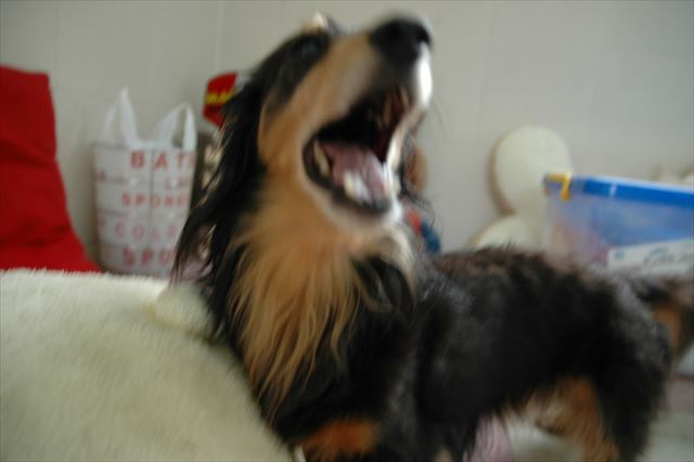 アーーァァッ！かわいいあくびの音が聞こえてくるよ。