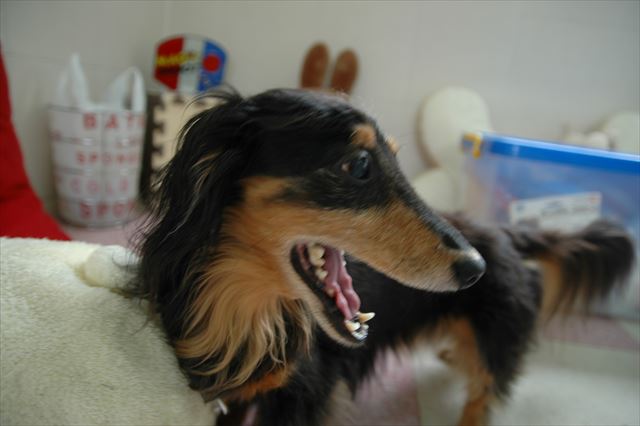 そして決まってあくびをする。