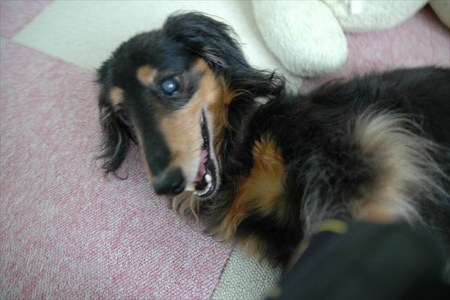 そしてゴロンとさせる。まだちょっとガウガウ顔。