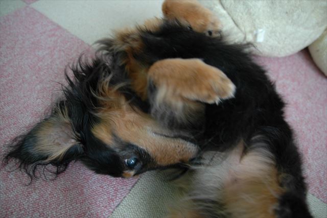 駄々っ子ルパン。