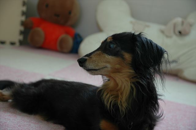 ルパンのこのポーズと表情に、私はいつも癒されてた。元気をもらってた・・