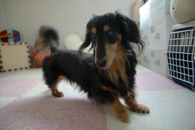 あそぼあそぼ。うん、あそぼあそぼ！