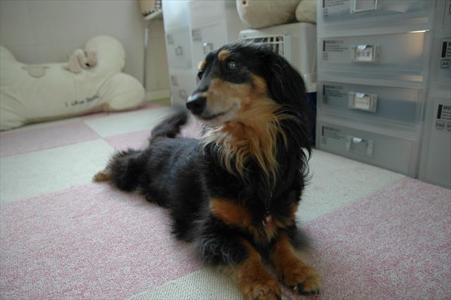 じゅうたん敷いてもらって、しっぽフリフリご機嫌！　