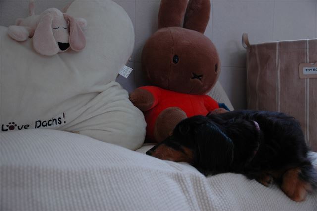 ルパンのために作ったソファーだよ。フカフカでしょ。気持ちいいでしょ。