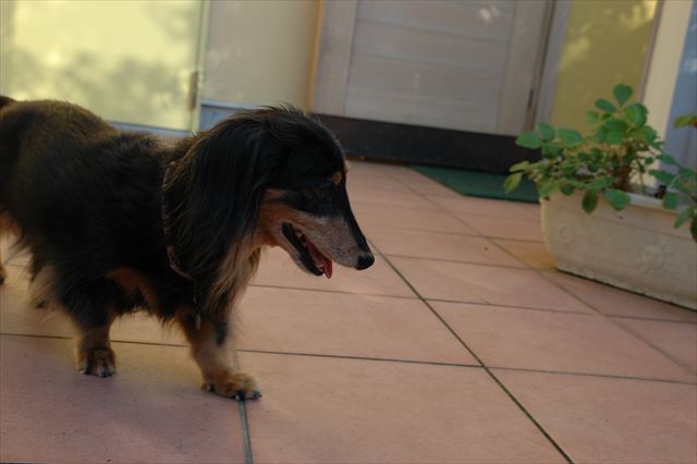 ９月のルパン。まだちょっと暑いね。