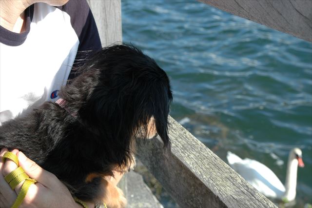 見えないけど、見せてあげたい。ほら、白鳥が来たよ。