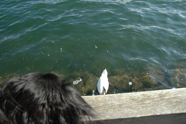 見える？ルパン、ハクチョウだよ。