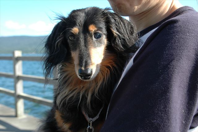 ルパンの甘えた顔。だっこされて安心しきってる顔。大好き。ルパン大好き。