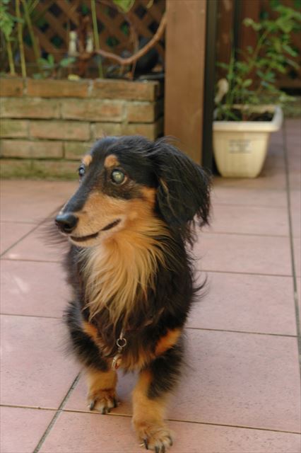 元気な顔。笑ってる？ううん、大きな声でワン！言った顔。